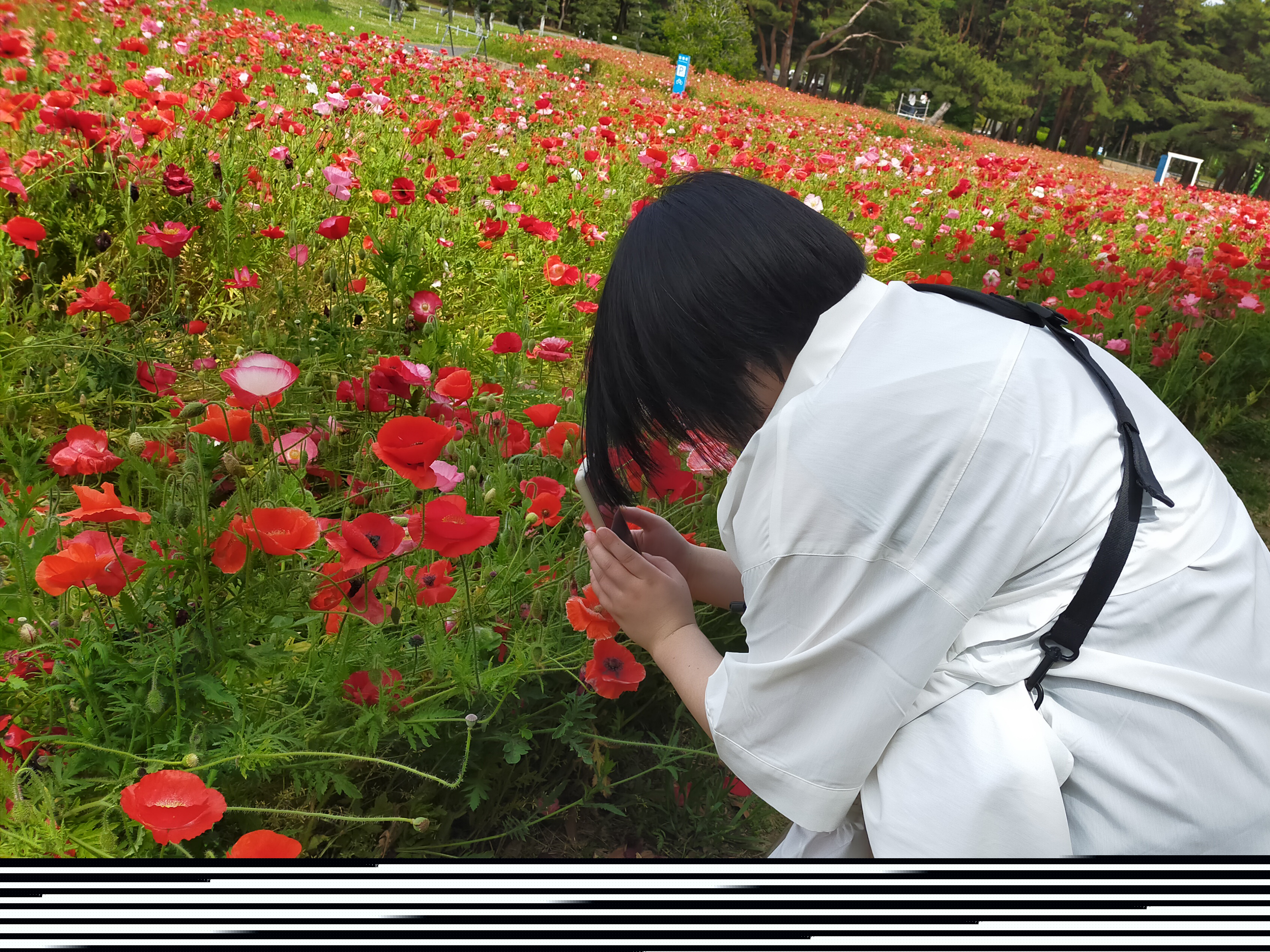 赤いポピーの花壇にしゃがんで撮影する参加者